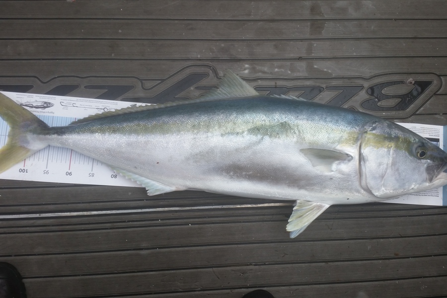 Peter Watson caught this 104.5cm Kingfish at Whitianga during The Export NZ Fishing Competition