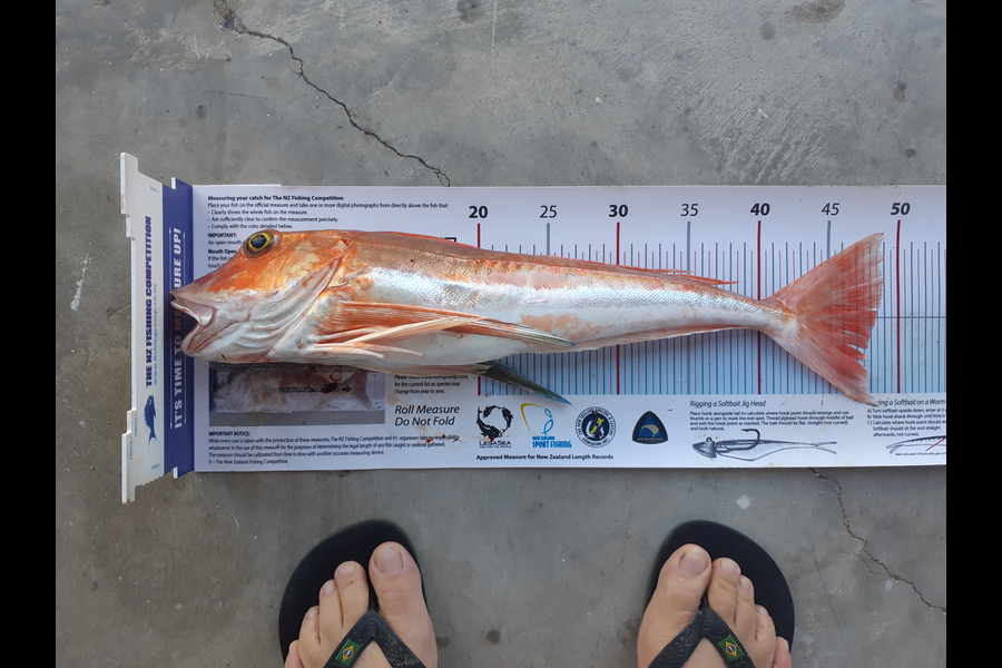 Phil  Goad caught this 47.5cm Gurnard at The Glen Nelson during The Export NZ Fishing Competition