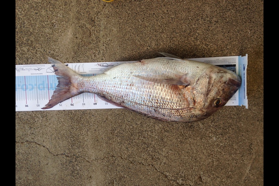 Tim Farrance caught this 75.0cm Snapper at Whakatane  during The Export NZ Fishing Competition