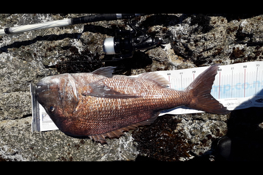 Mark Piskulic caught this 76.5cm Snapper at Far North during The Export NZ Fishing Competition