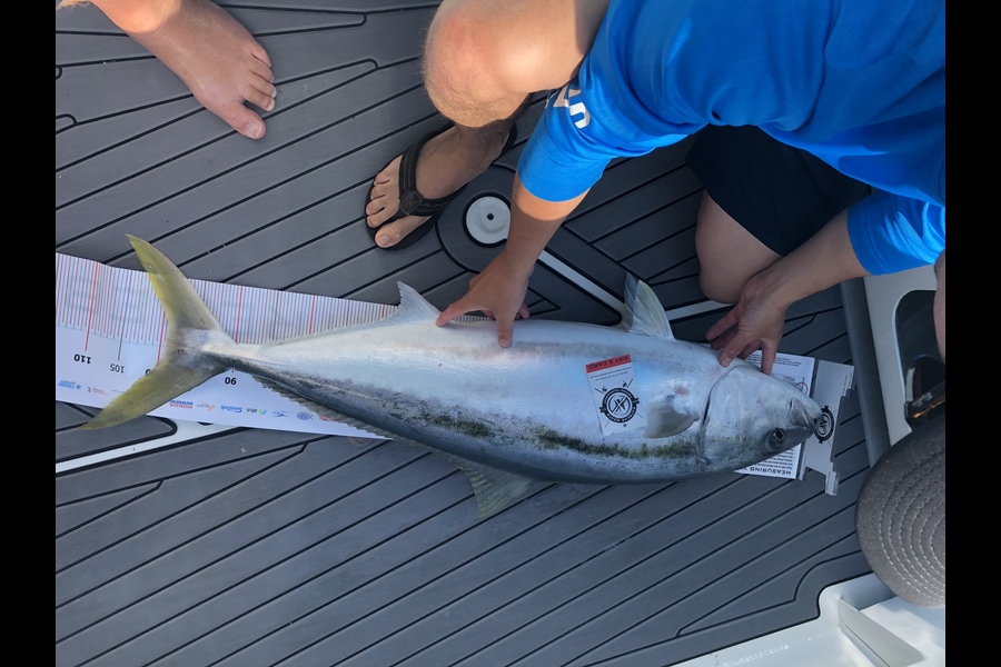 Greg McKinney caught this 99.0cm Kingfish at Coromandel during The Export NZ Fishing Competition