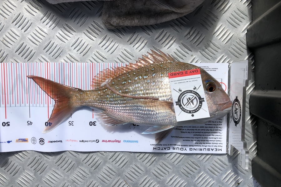 Glen Paterson caught this 38.cm Snapper at Coromandel during The Export NZ Fishing Competition