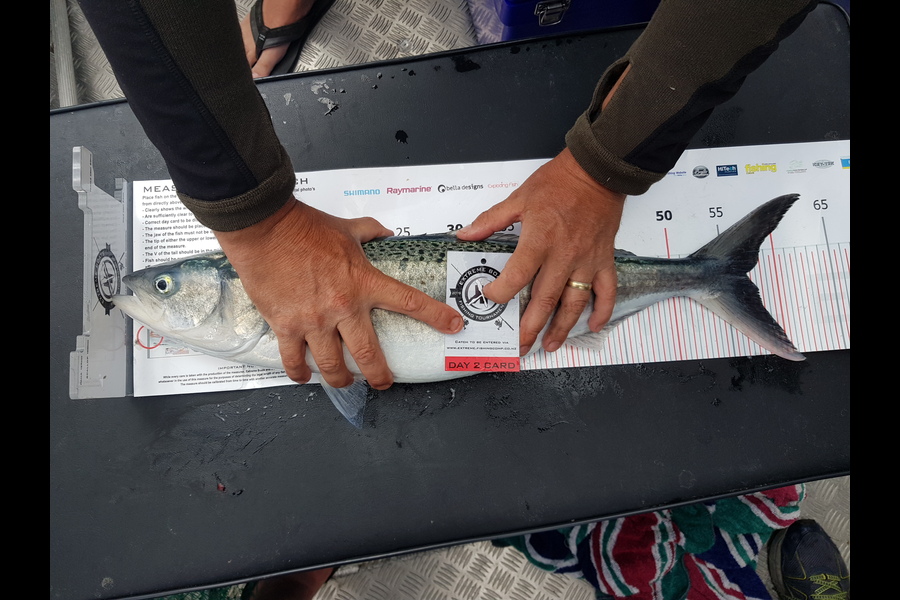 Jared Mills caught this 57.0cm Kahawai at Coromandel during The Export NZ Fishing Competition