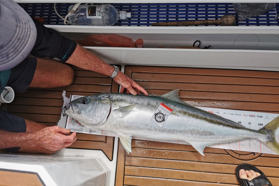 Graham  Burns caught this 107.00cm Kingfish at Coromandel during The Export NZ Fishing Competition