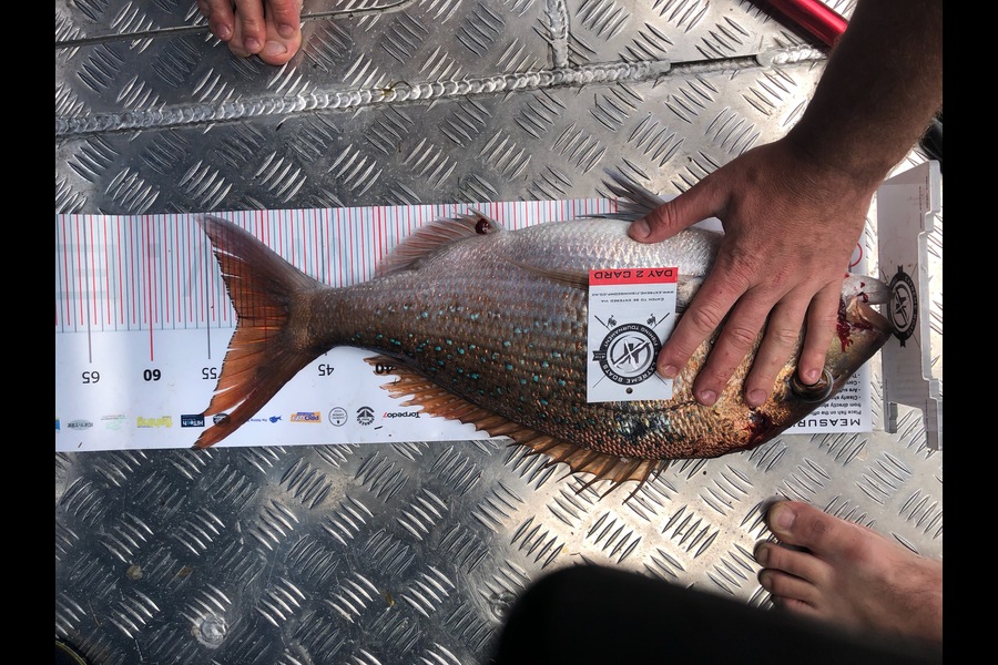 Craig  McVicar caught this 52cm Snapper at Coromandel during The Export NZ Fishing Competition