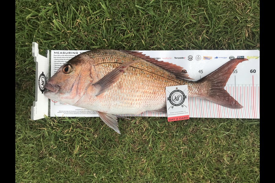 Laurie  Bates caught this 51.5cm Snapper at Coromandel during The Export NZ Fishing Competition