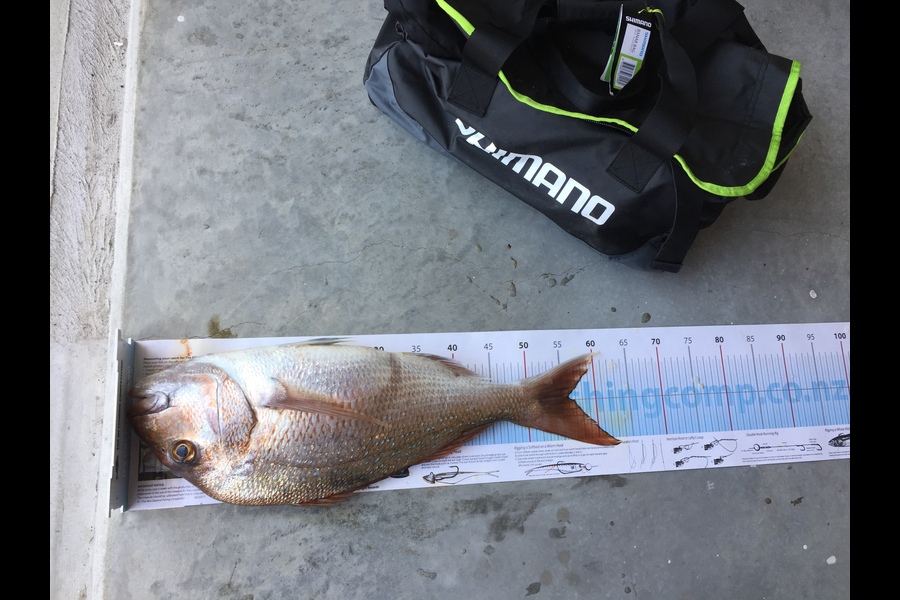 Mark Modrich caught this 56cm Snapper at Whangarei during The Export NZ Fishing Competition