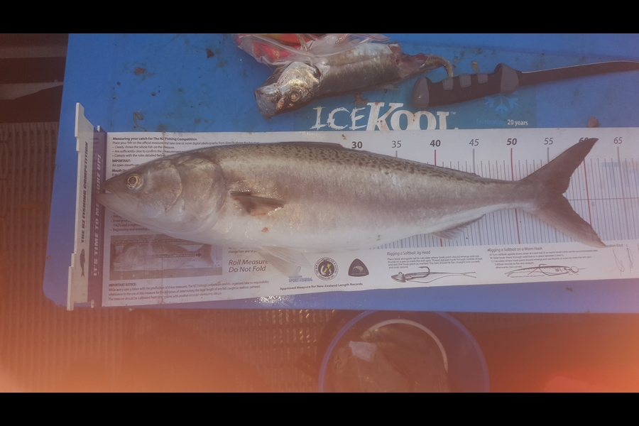 Dan Musson caught this 56cm Kahawai at Welly harb during The Export NZ Fishing Competition