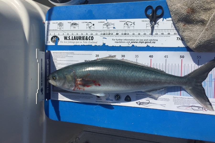Darren Bugg caught this 56cm Kahawai at Rakino  during The Export NZ Fishing Competition