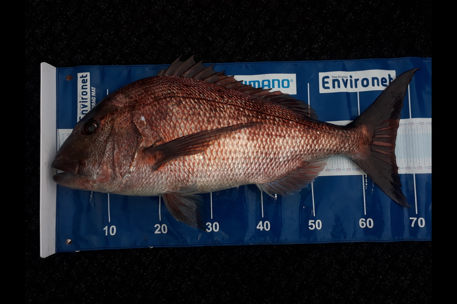 Kyle  Ridling  caught this 66cm Snapper at Hen and Chicks during The Export NZ Fishing Competition