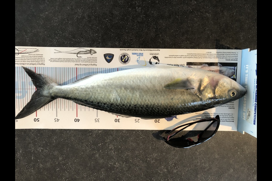 Kirstie  Huxtable  caught this 49.5cm Kahawai at Major island  during The Export NZ Fishing Competition