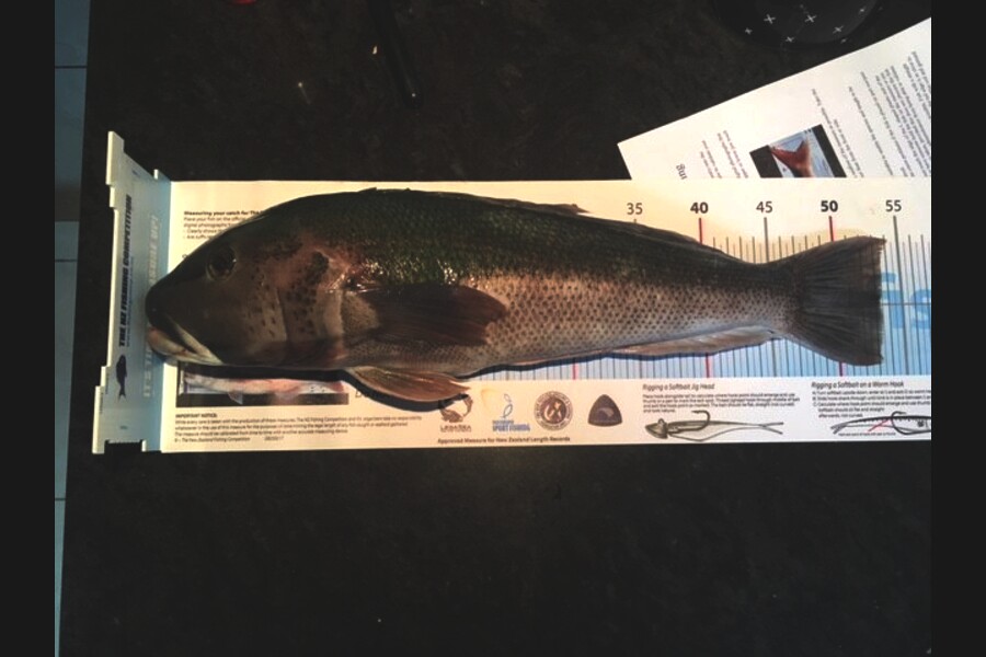 John Harrison caught this 53cm Blue Cod at Palliser Bay during The Export NZ Fishing Competition