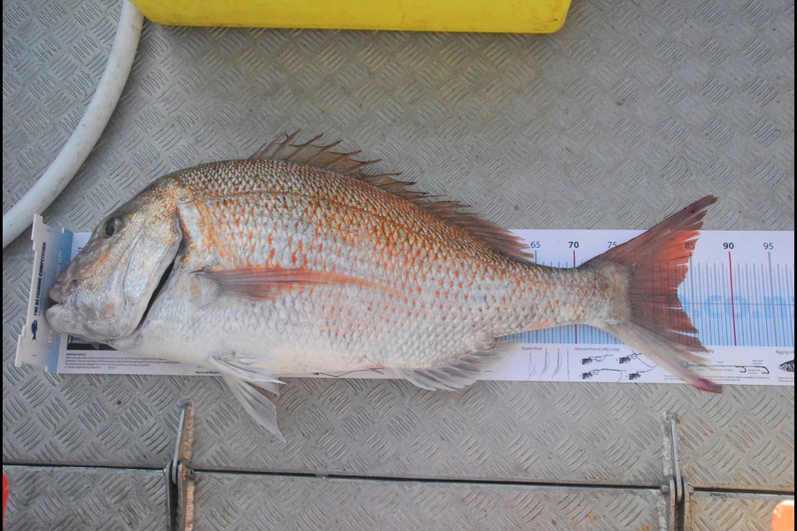 Barry Govier caught this 83.0cm Snapper at MOKAU during The Export NZ Fishing Competition