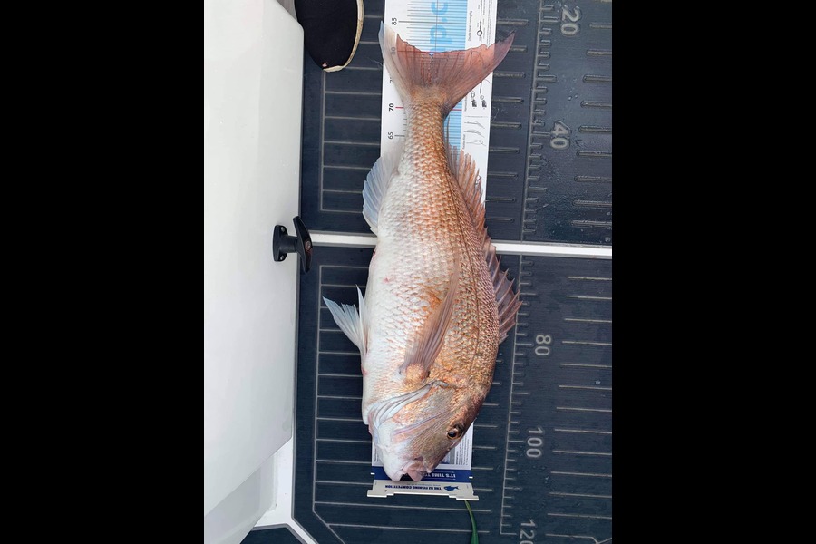 Ben Warner caught this 79.5cm Snapper at Whitianga during The Export NZ Fishing Competition