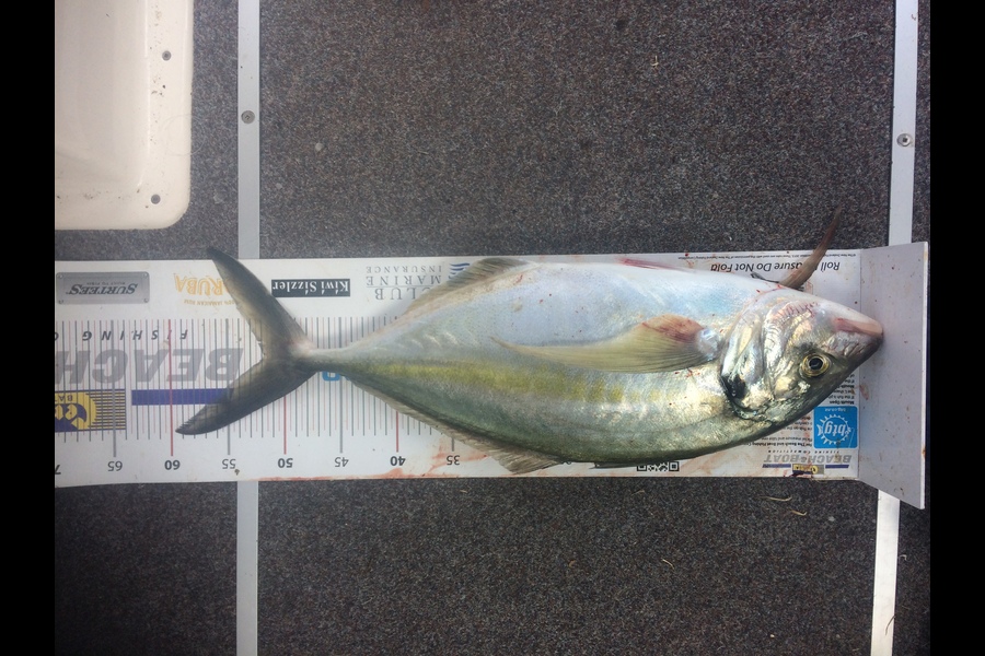 Steve Dench caught this 51.5cm Trevally at Hen & Chicken Islands during The Export NZ Fishing Competition
