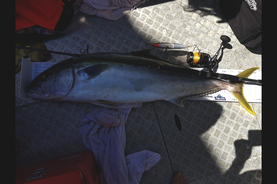 Kirsten Sim caught this 122.0cm Kingfish at Opito bay during The Export NZ Fishing Competition