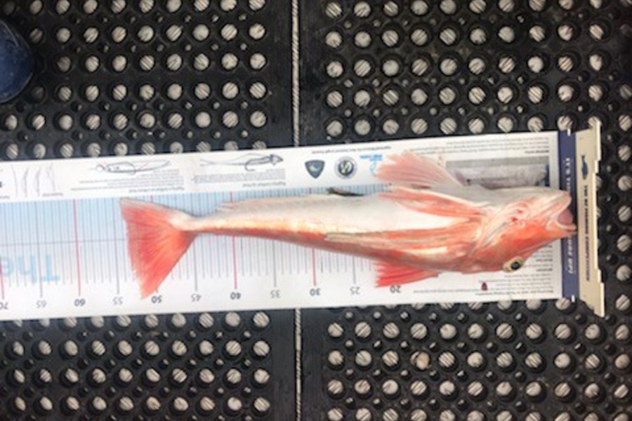 Tim  Kolk caught this 53.0cm Gurnard at Marlborough Sounds during The Export NZ Fishing Competition