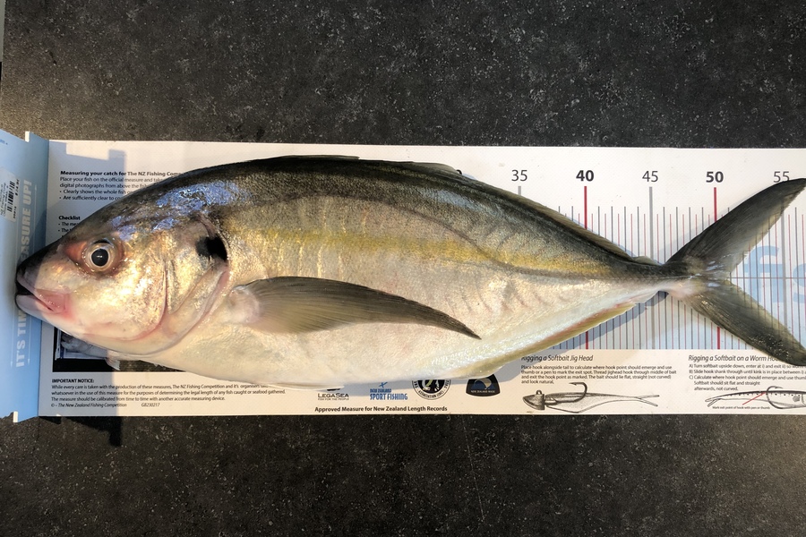 Kirstie  Huxtable  caught this 50.5cm Trevally at Penguin shoals  during The Export NZ Fishing Competition