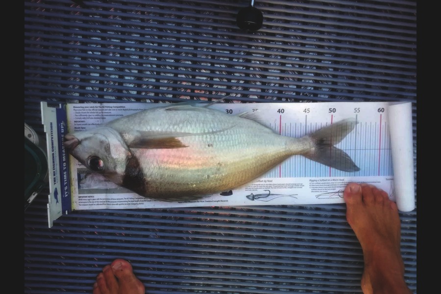 Scott Brenton caught this 50cm Tarakihi at Welly south coast during The Export NZ Fishing Competition