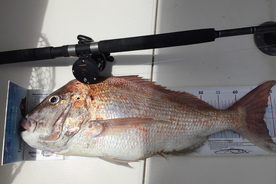 Andrew Beal caught this 67.0cm Snapper at Hauraki Gulf during The Export NZ Fishing Competition