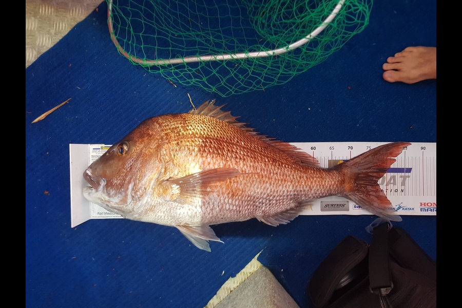 kane mcelrea caught this 77.0cm Snapper at Tutukaka during The Export NZ Fishing Competition