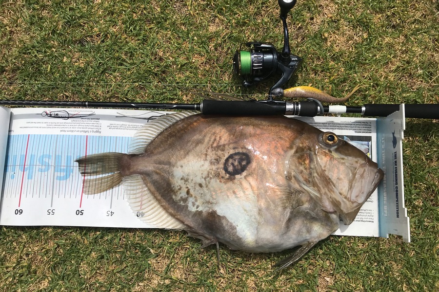 Peter van Eekelen caught this 50.5cm John Dory at Hen & Chicks during The Export NZ Fishing Competition