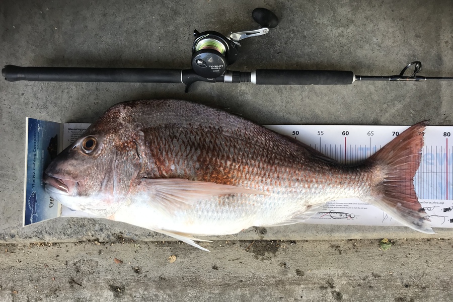 Johnny Huynen caught this 73.5cm Snapper at Pukerua Bay during The Export NZ Fishing Competition