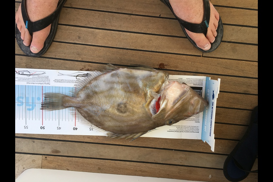 Tim Willetts caught this 40.0cm John Dory at Flat Rock Kawau during The Export NZ Fishing Competition