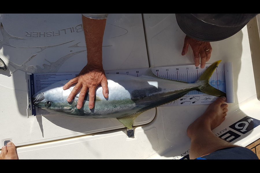 Spencer Roff caught this 85.0cm Kingfish at Great Mercury Islands during The Export NZ Fishing Competition