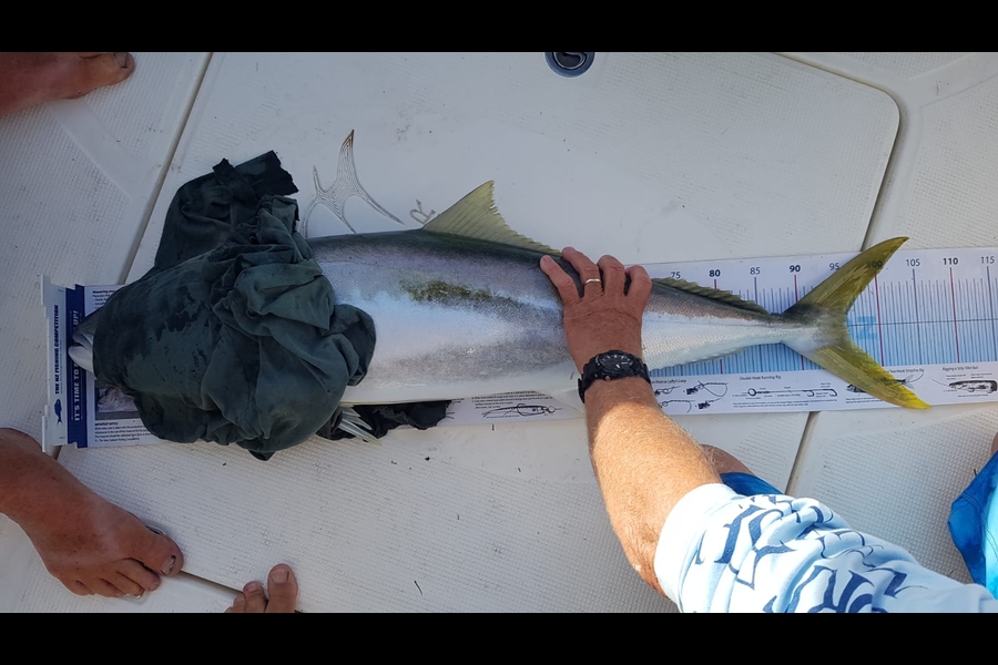 Grant Blair caught this 96.0cm Kingfish at Mercury Bay during The Export NZ Fishing Competition