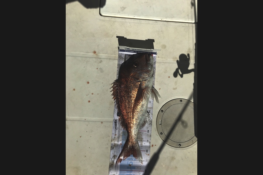 Patrick Geals caught this 51.5cm Snapper at Worm beds during The Export NZ Fishing Competition