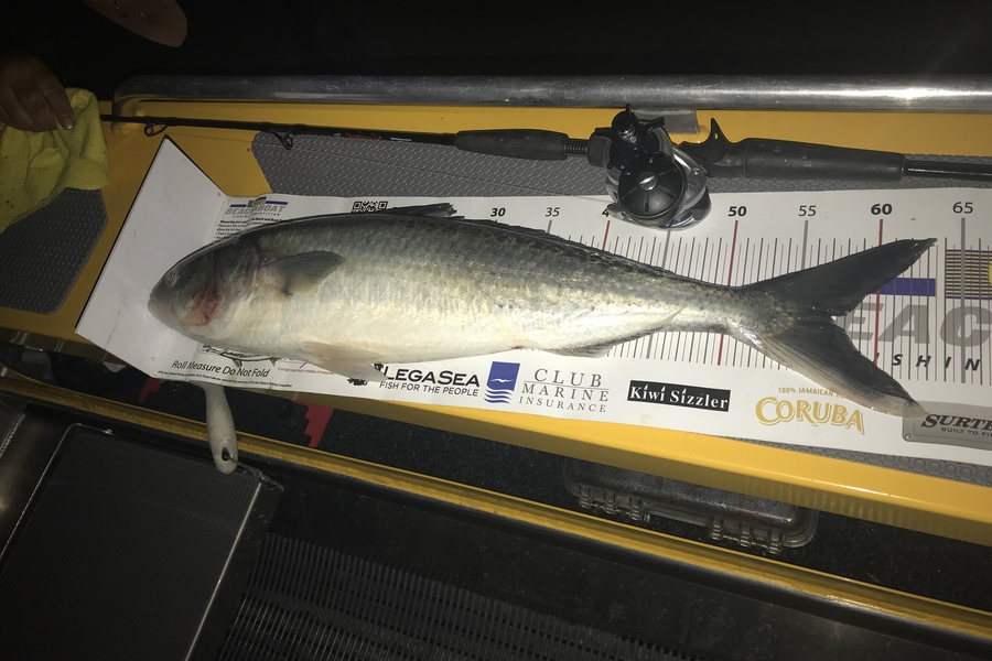 Phill Andrews caught this 57.0cm Kahawai at Papa Aroha  during The Export NZ Fishing Competition