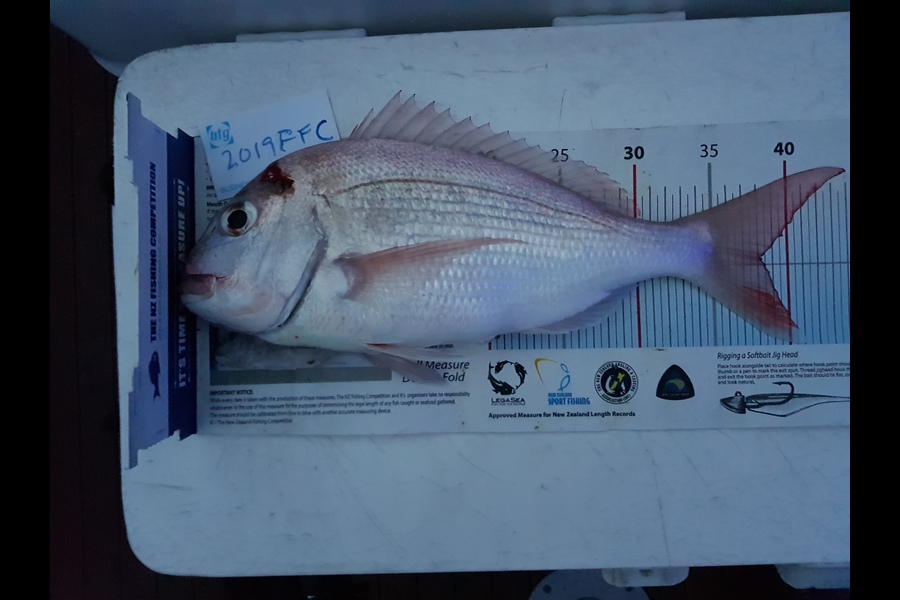 lucy carran caught this 38.0cm Snapper at Matiatia Waiheke during The Export NZ Fishing Competition