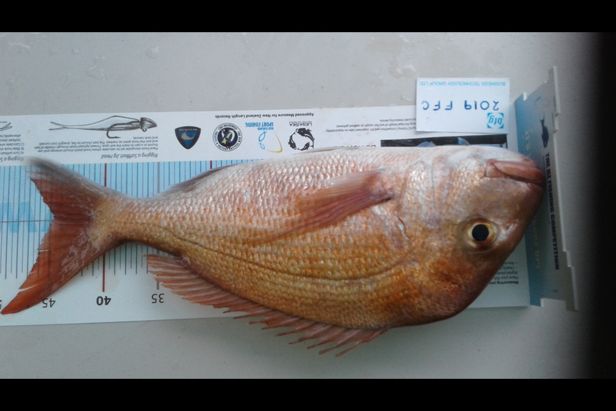 Lakis Panteli caught this 44.5cm Snapper at Motuhuie during The Export NZ Fishing Competition