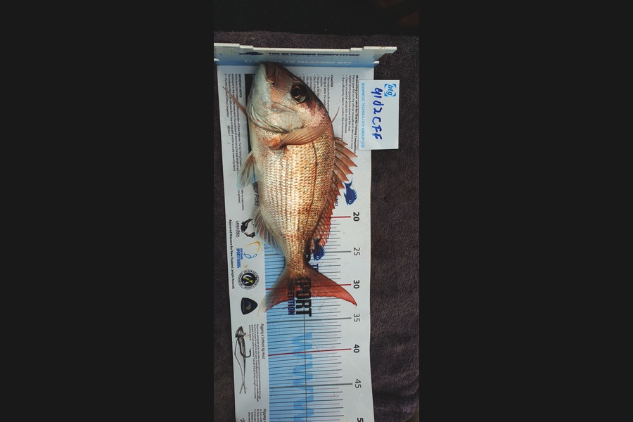 mario viljoen caught this 31.5cm Snapper at Nosies during The Export NZ Fishing Competition