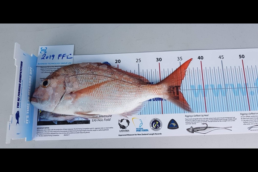 Shane Hannah caught this 34.5cm Snapper at Auckland during The Export NZ Fishing Competition