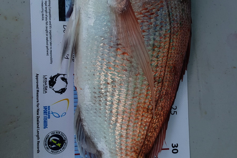 Kevin Jackson caught this 41.5cm Snapper at Inner Auckland Harbour during The Export NZ Fishing Competition