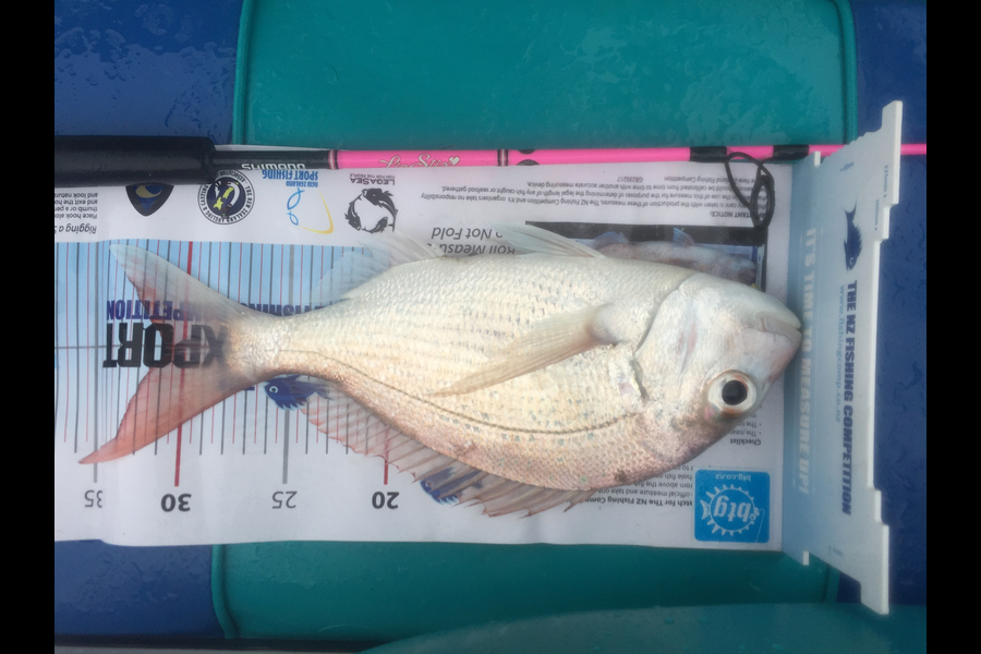 Nicholas Gant caught this 31.0cm Snapper at Motuihe Channel during The Export NZ Fishing Competition