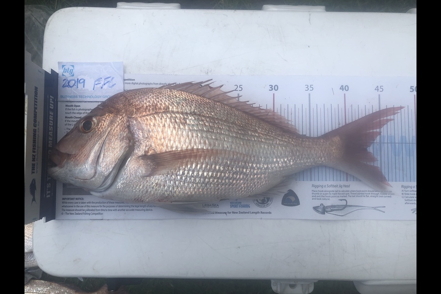 Nathan Alanson caught this 43.0cm Snapper at Rangitoto during The Export NZ Fishing Competition