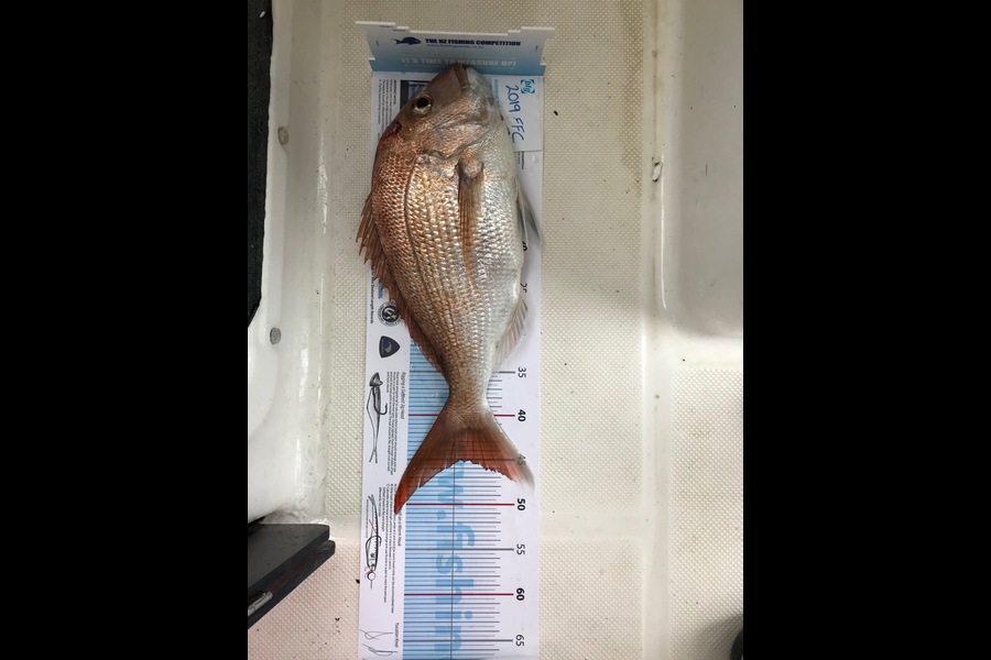 Frank Kassai caught this 45.0cm Snapper at Waitamata harbour during The Export NZ Fishing Competition