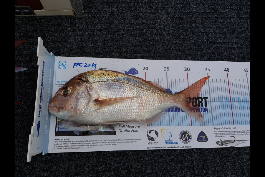 Bastiaan Paanakker caught this 31.5cm Snapper at Moose knuckle point  during The Export NZ Fishing Competition
