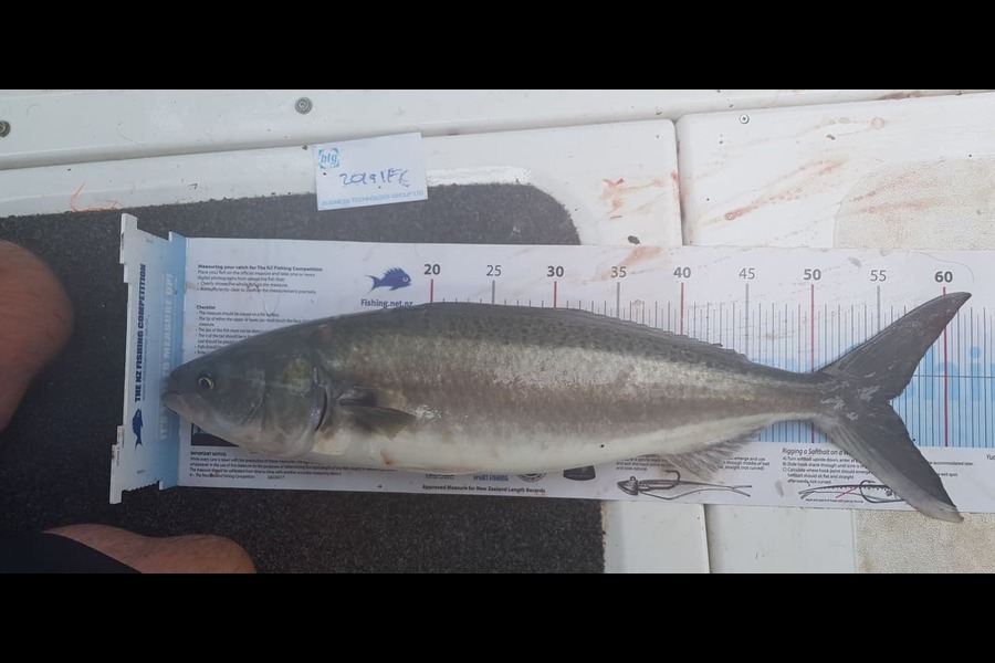 Rory Burnell caught this 55.5cm Kahawai at Noises during The Export NZ Fishing Competition