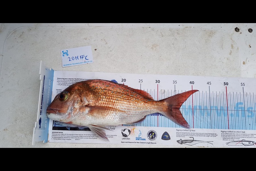 Rory Burnell caught this 36.0cm Snapper at Noises during The Export NZ Fishing Competition