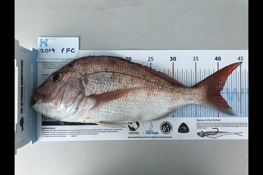 Denise  Campbell caught this 40.0cm Snapper at Motuihe Channel during The Export NZ Fishing Competition