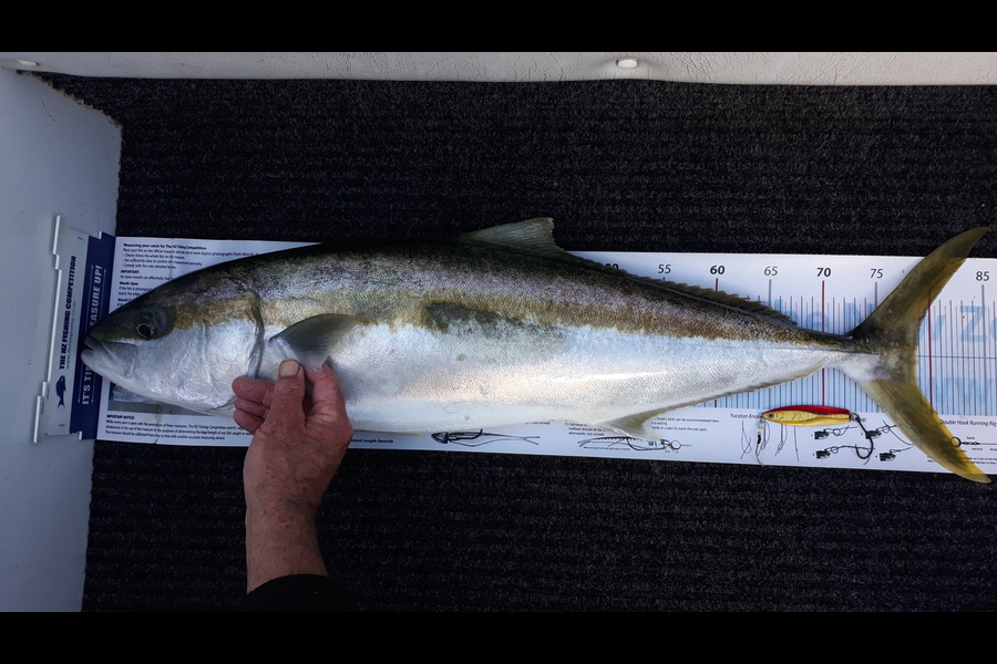 Trevor Bell caught this 78.5cm Kingfish at Welly Harbour  during The Export NZ Fishing Competition