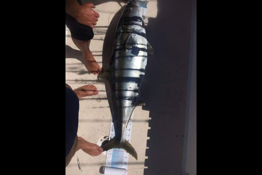 Paul  Rattray caught this 138.0cm Kingfish at Three Kings during The Export NZ Fishing Competition