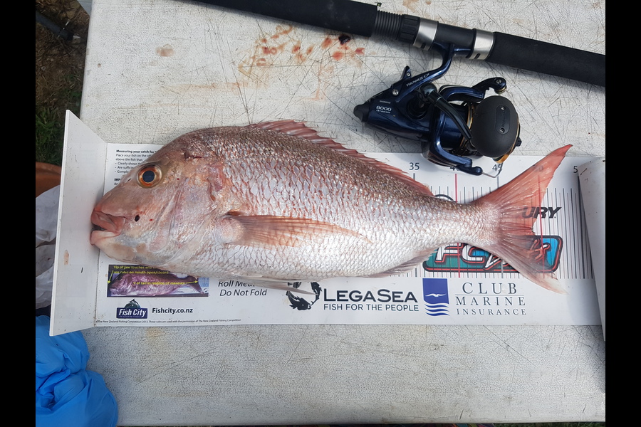 martin mcdonagh caught this 49.0cm Snapper at Rangi channel during The Export NZ Fishing Competition