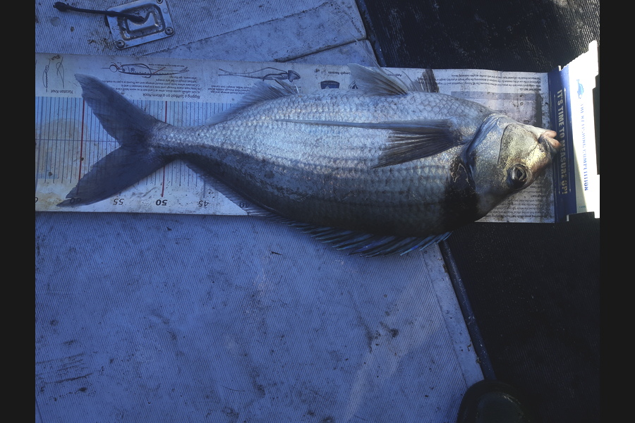 Gavin Henderson caught this 55.0cm Tarakihi at Kapiti during The Export NZ Fishing Competition
