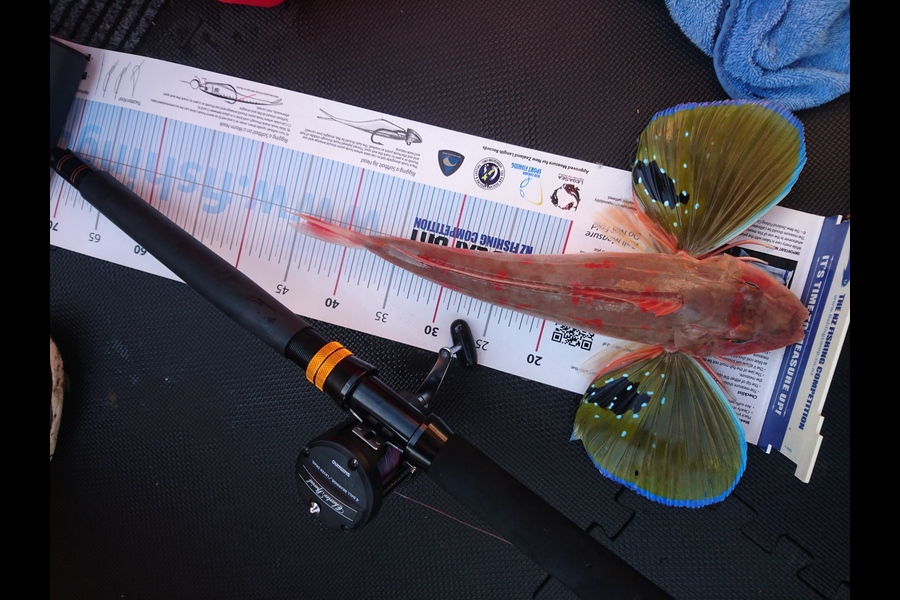 Carl McCoy caught this 43.5cm Gurnard at Kapiti Island  during The Export NZ Fishing Competition