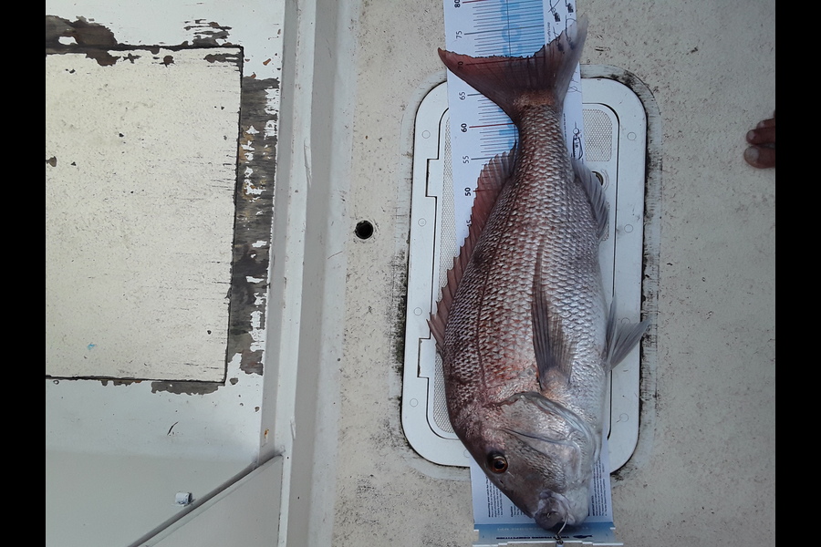 Darren Wiblin caught this 70.0cm Snapper at Coromandel during The Export NZ Fishing Competition